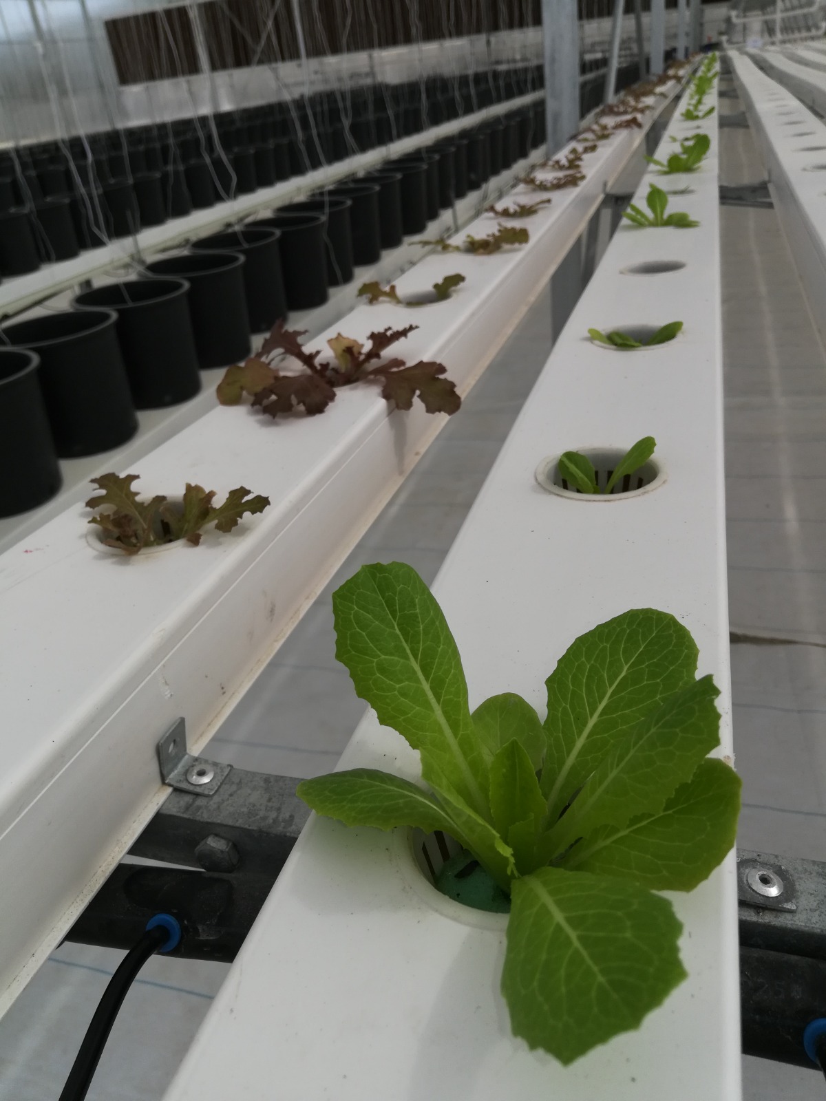 Gallery - Nature's Harvest | Hydroponics Solutions Saudi Arabia